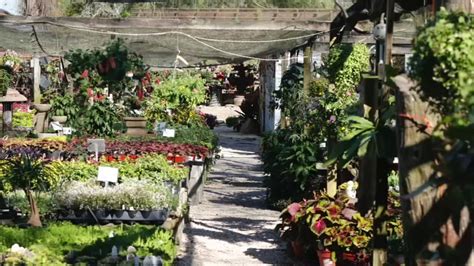 Maas nursery - 452 views, 33 likes, 7 loves, 0 comments, 4 shares, Facebook Watch Videos from Maas Nursery: Come enjoy the breeze... Remember to keep your distance... Or, scroll through our feed and enjoy the...